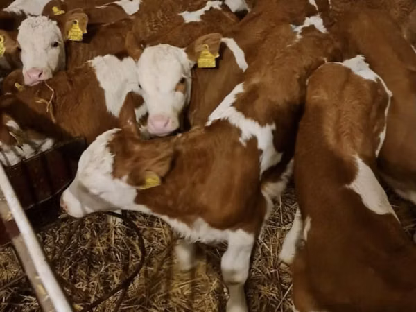 Toro, Simmental cattle