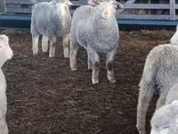 Schaf, Kuibyshev sheep — Foto 2