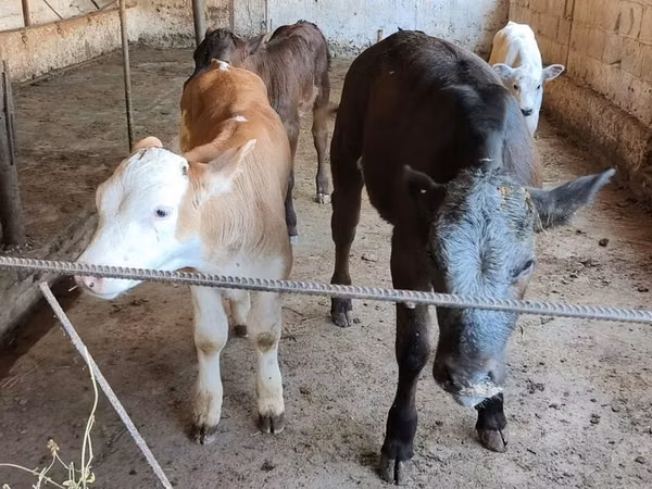 Cow, Belgian Blue