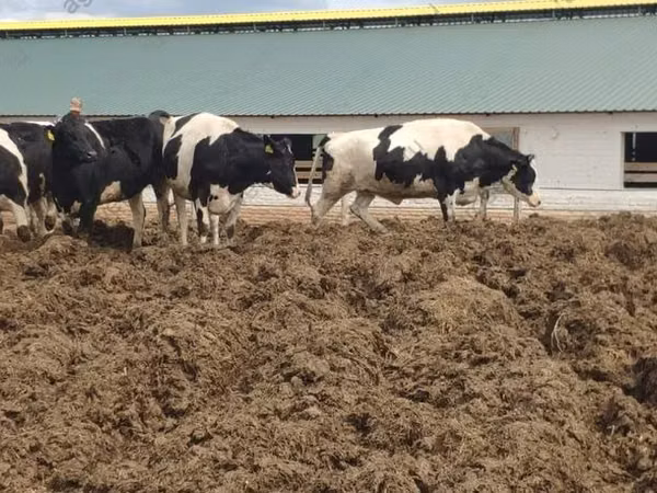 بقرة, Russian Black pied cattle