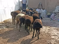 भेड़ें (लॉट, लिंग निर्दिष्ट नहीं), Tajik sheep — फ़ोटो 2