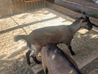 Ziege, Czech Brown Shorthaired goats — Foto 1