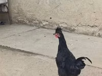 Kosovo Longcrower — foto 3