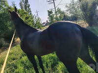 Caballos (lote, sexo no especificado), Hanoverian — foto 1
