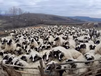 Schaf, Bessarabian sheep — Foto 1