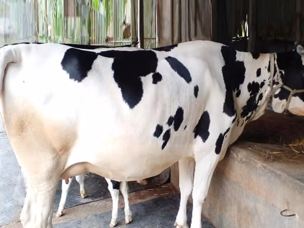 Kuh, Holstein-Rasse