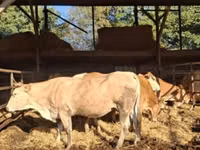 गाय, Blonde d’Aquitane cattle — फ़ोटो 1