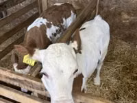 Cow, Hungarian Grey breed — photo 5