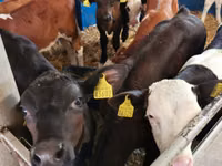 公牛, Simmental cattle — 照片 5