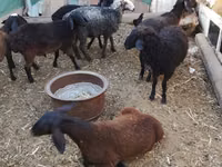 Carnero, Arabi sheep — foto 4
