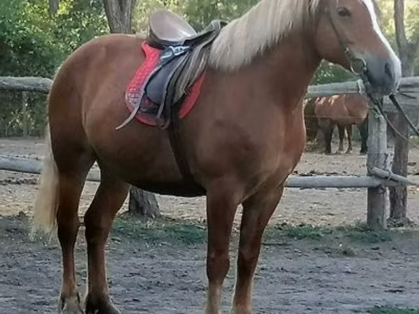 Mare, Haflinger