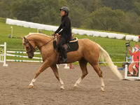 Horse (M), Quarter Horse — photo 7