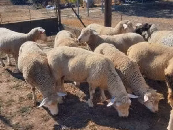 मेढ़ा, Ile-de-France sheep