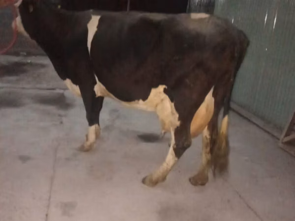 Kuh, Holstein-Rasse