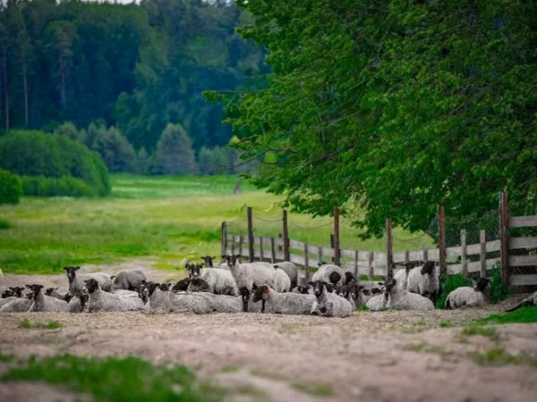 मेढ़ा, Romanov sheep