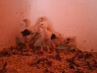 Chickens — Foto 7
