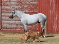 Horse (M), Tennessee Walking Horse — photo 2