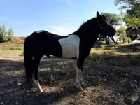 Horses (batch, sex not specified), American shetland pony — photo 3