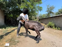 Schaf, Arashan sheep — Foto 5