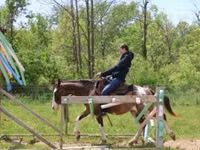 Horse (M), Pinto horses — photo 4