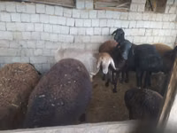 मेढ़ा, Blackheaded Persian sheep — फ़ोटो 7