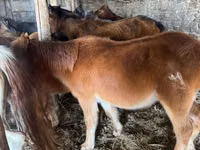 घोड़ा, Mugalzhar horse — फ़ोटो 2