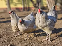 Araucana — photo 1