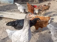 Chickens — الصورة 2