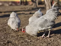 Araucana — photo 5