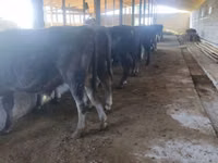 Toro, Ganado vacuno — foto 6