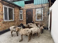 Camella, Camellos — foto 1
