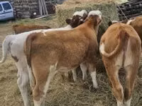 Bulle, Simmental cattle — Foto 6