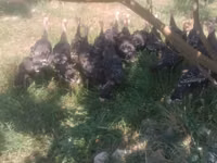 Turkeys — foto 3