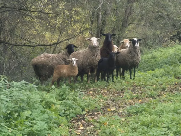 Sheep, Sheep