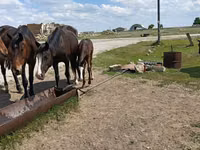 فرس, Horse breed — الصورة 3