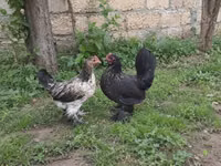 ياباني بانتام — الصورة 1