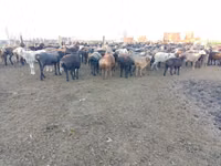 Widder, Edilbay sheep — Foto 3