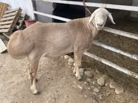 كبش, Rhon sheep — الصورة 2