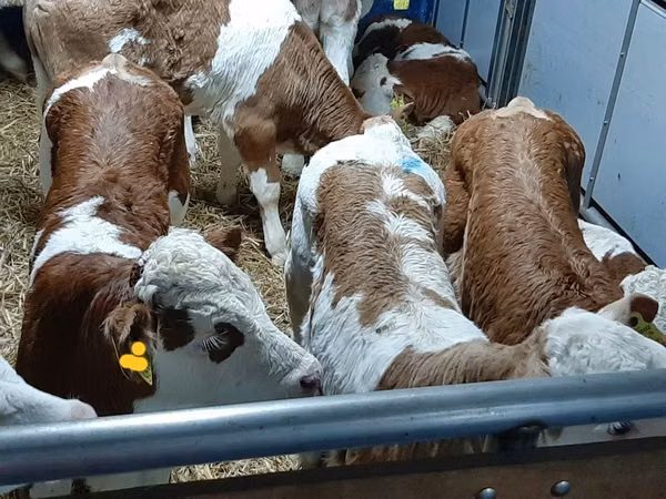 Rinder (Partie, Geschlecht nicht angegeben), Hereford