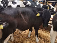 Rinder (Partie, Geschlecht nicht angegeben), Simmental cattle — Foto 4