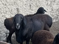 Carnero, Rhon sheep — foto 3