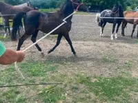 Horse (M), Hucul pony — photo 2