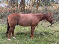 Caballo, Quarter Horse — foto 1