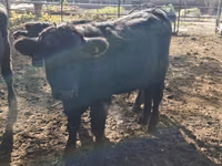 Bulle, Swiss cattle — Foto 5