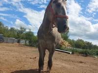 Horse (M), Altai horse — photo 4