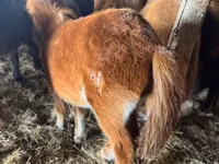 घोड़ा, Mugalzhar horse — फ़ोटो 3