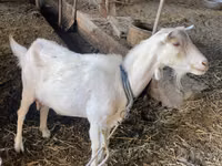 Ziege, Dutch Landrace goats — Foto 5