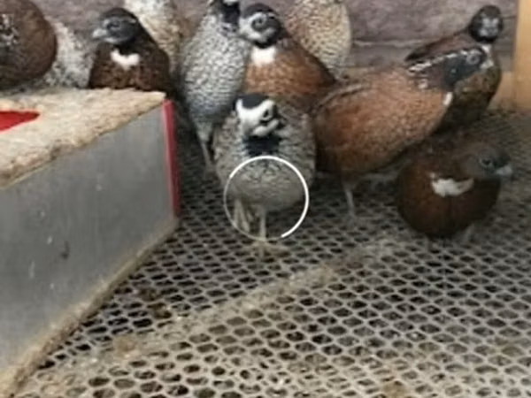 Цесарки