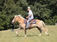 حصان, Haflinger — الصورة 4