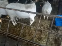 Carnero, Dorper sheep — foto 1